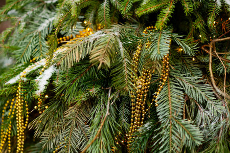 Closeup of evergreen branches with soft glowing lights creating a cozy Christmas feelingの写真素材
