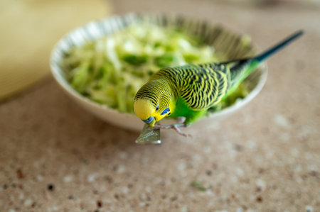 Young green budgerigar sitting on a fork in a bowl of cabbage salad, curious pet exploring food, home life and healthy eating conceptの写真素材