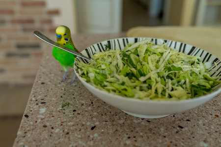 Young green budgerigar on kitchen table near cabbage salad bowl, trying to grab fork from salad, funny pet behavior and home life conceptの写真素材