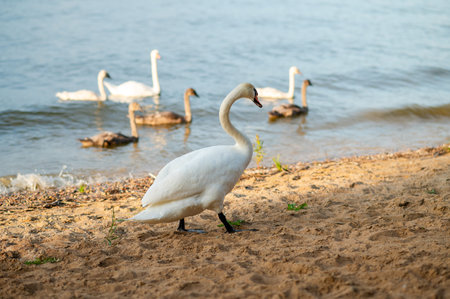 A father swan walks along the sandy shore as his family swims close by in the lake, capturing a serene moment of wildlife and natural harmonyの写真素材