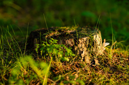 Old tree stump surrounded by lush green grass, creating a peaceful natural scene with rustic woodland charm in summerの写真素材