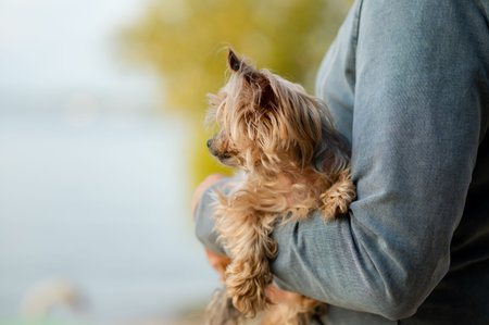 Senior Yorkshire Terrier dog rests calmly in the arms of its owner, enjoying affection, warmth, and...