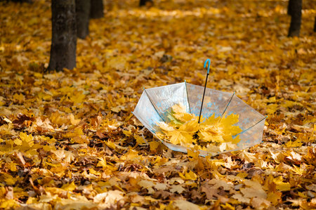 Close-up of transparent umbrella standing on ground blanketed with vibrant yellow fallen leaves