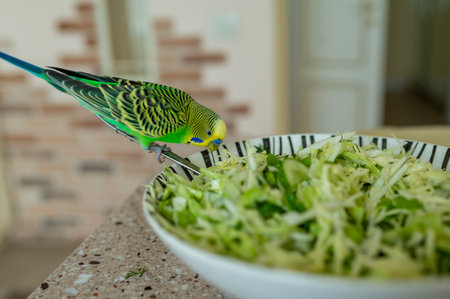 Young green budgerigar sitting on a fork in a bowl of cabbage salad, curious pet exploring food,...
