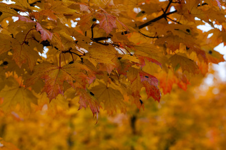 Close up of autumn maple tree branch with vibrant red and yellow leaves on soft blurred background...