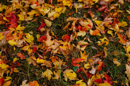 Top view of fallen autumn maple leaves lying on green grass creating bright natural seasonal...