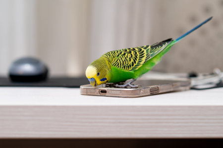 Green budgerigar perched on smartphone next to computer mouse at home workspace, funny pet bird with...