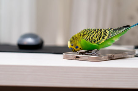 Green budgerigar perched on smartphone next to computer mouse at home workspace, funny pet bird with modern technology conceptの写真素材