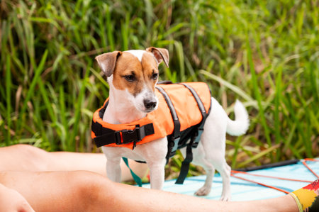 Portrait of Jack Russell Terrier in bright orange life jacket standing on SUP paddleboard near river bank, safe pet travel and summer activityの写真素材
