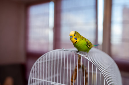 Green young budgerigar sitting on cage bars, domestic parakeet pet bird in home environment, vibrant...