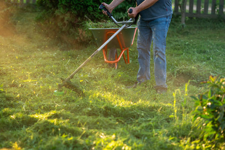 Male gardener cutting overgrown grass with string trimmer in backyard on sunny day, wheelbarrow full...