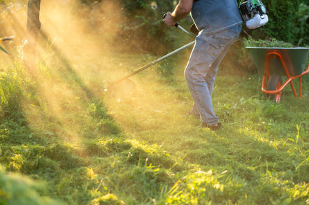 Male gardener cutting overgrown grass with string trimmer in backyard on sunny day, wheelbarrow full...