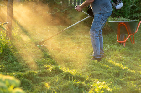 Male gardener cutting overgrown grass with string trimmer in backyard on sunny day, wheelbarrow full...