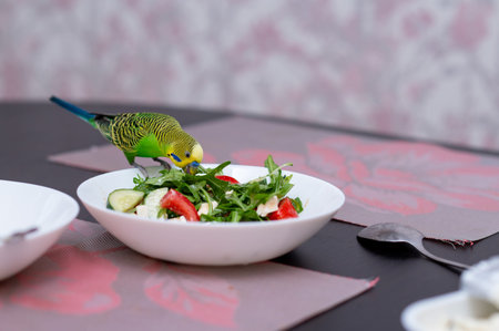 Green budgerigar perched on salad bowl at dining table in kitchen, funny moment of exotic pet exploring human foodの写真素材