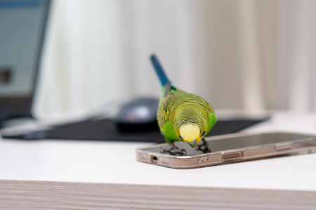 Green budgerigar perched on smartphone next to computer mouse at home workspace, funny pet bird with...