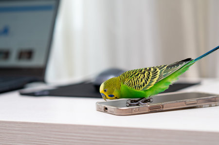 Green budgerigar perched on laptop next to computer mouse at home workspace, funny pet bird with...
