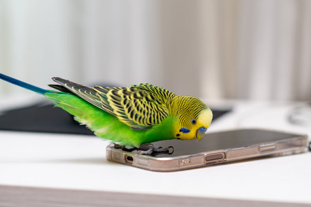Green budgerigar perched on smartphone at home workspace, funny pet bird with modern technology conceptの写真素材
