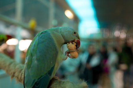A high-quality close-up of a stunning turquoise blue Rose-ringed Parakeet perched on a thick...