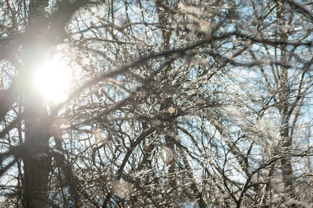 Close-up of frozen tree twigs covered in melting ice and frost under bright warm sun. Sparkling landscape of early spring transition from winter with natural solar flare and beautiful bokeh effectの写真素材