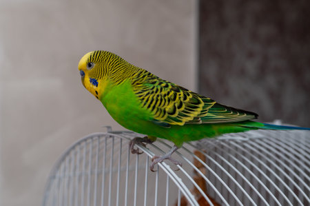 A vibrant green and yellow budgie (Melopsittacus undulatus) sits curiously on the roof of its cage....