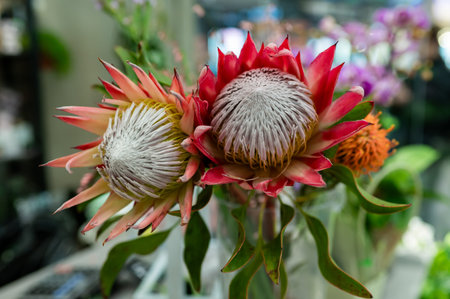 Close up of vibrant exotic Protea Cynaroides with large petals and fuzzy centers in a bouquet on a...