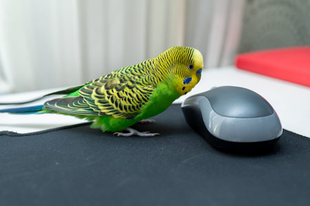 Close-up of a bright green budgie bird sitting on a black mousepad and looking at a gray computer...