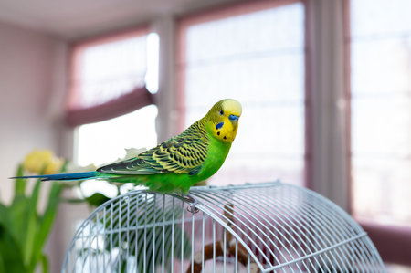 A cute green and yellow budgie perched on its blue cage. Interior background with blurred yellow...