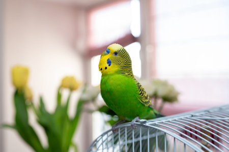 A cute green and yellow budgie perched on its blue cage. Interior background with blurred yellow...