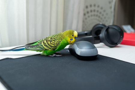 A curious green budgerigar explores a workspace, sitting on a black mousepad and nibbling at a...