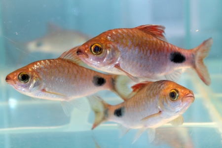 Filament barb  Puntius filamentosus  - freshwater aquarium fishの写真素材