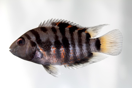 Convict cichlid  Zebra cichlid の写真素材