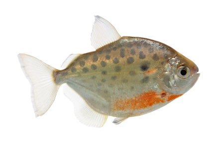 Metynnis lippincottianus  spotted silver dollar 