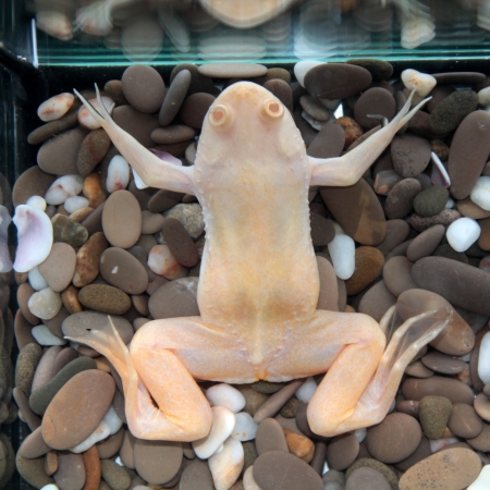 Xenopus laevis  African clawed frog の写真素材