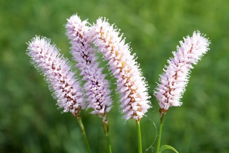 Persicaria bistorta  Common bistort の写真素材
