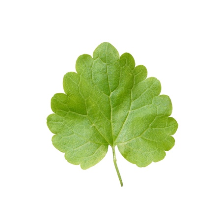 Leaf of Glechoma hederacea  Ground Ivy の写真素材