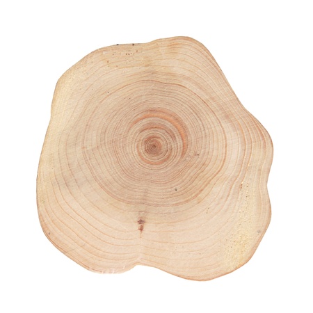 Rough cut of tree isolated on whiteの写真素材