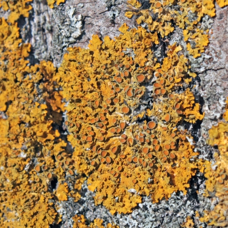 Common orange lichen on tree barkの写真素材