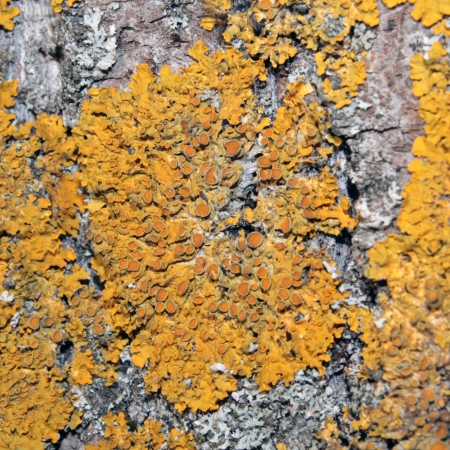 Common orange lichen on tree barkの写真素材