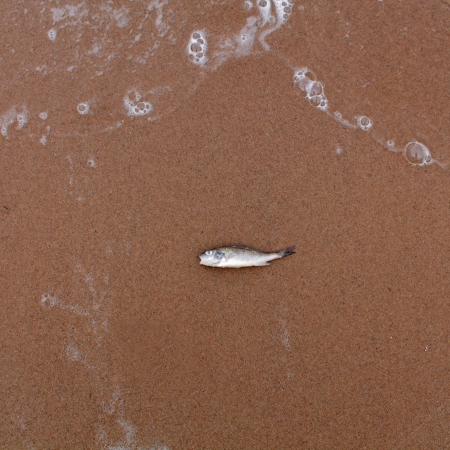 Dead fish in the coastの写真素材