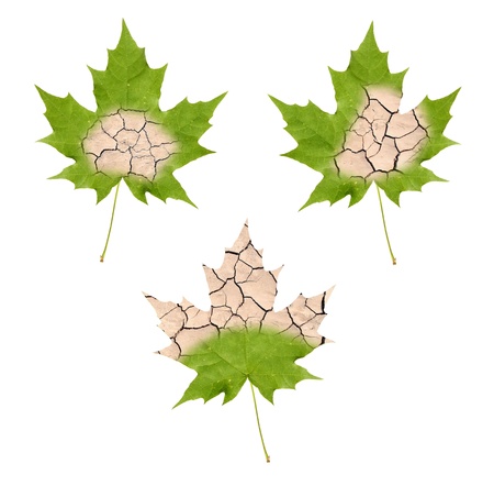 Wither maple leaves isolated on whiteの写真素材
