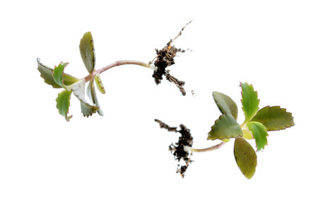 Young plants of Kalanchoe isolated on white
