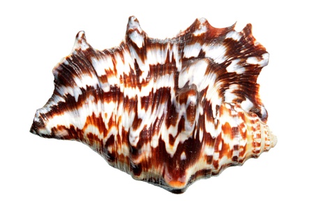 Spider conch  Lambis lambis  isolated on whiteの写真素材
