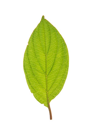 Green leaf of Roughleaf Dogwood isolated on whiteの写真素材