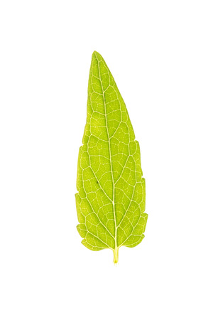 Green leaf of Common Skullcap isolated on whiteの写真素材