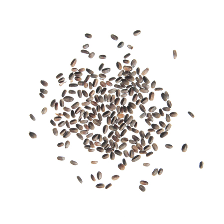 Seeds of Mexican giant hyssop (Agastache mexicana) isolated on white backgroundの写真素材