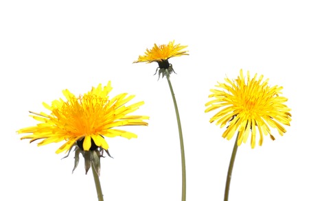 Dandelion flower isolated on white backgroundの写真素材