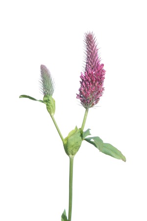 Red Feather Clover (Trifolium rubens) flower isolated on white backgroundの写真素材