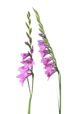 Marsh Gladiolus (Gladiolus imbricatus) isolated on white backgroundの写真素材