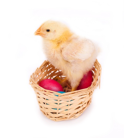 Isolated little Easter chick with a basket of colored eggs  Studio shot の写真素材