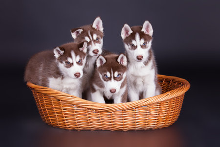 Husky dog puppies one month old in a basket over black backgroundの写真素材